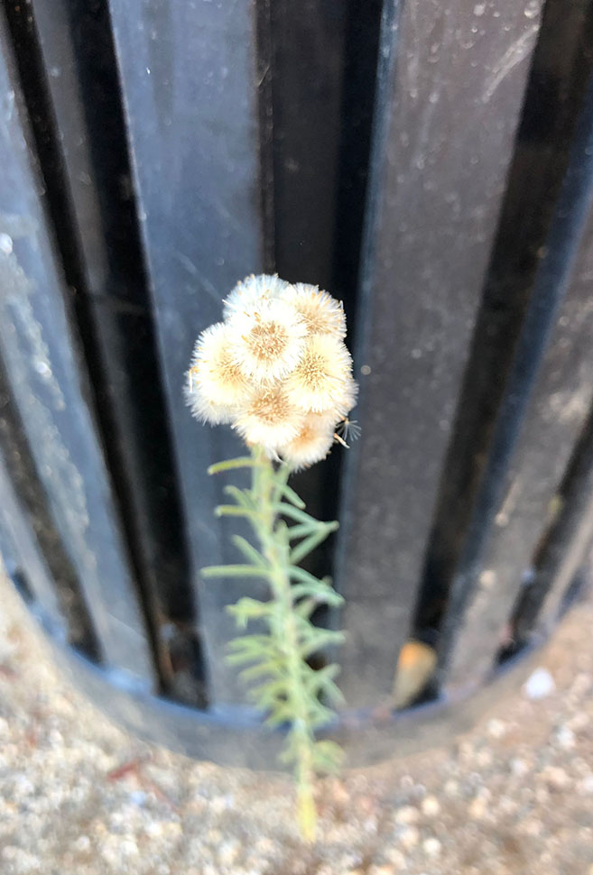 Weed growing up in front of garbage bin