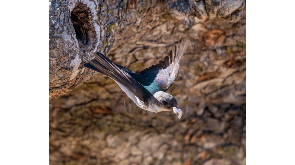 Parent Swift lying away from nest with debris