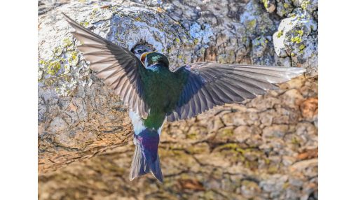 Swift approaching their nest in a hole in a hollow tree. Baby bird is at the opening of the nest with it's mouth wide open