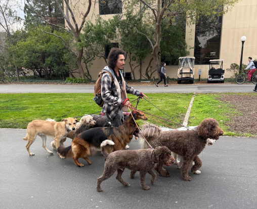 Young man walking 6 large dogs