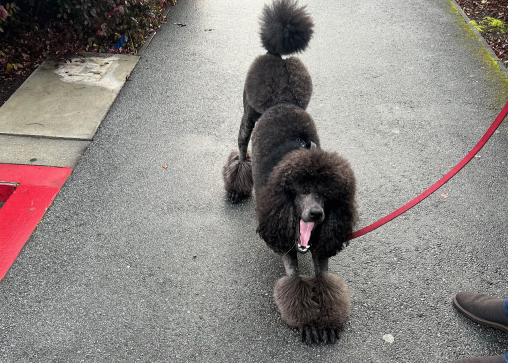 Black standard poodle doing downward facing dog