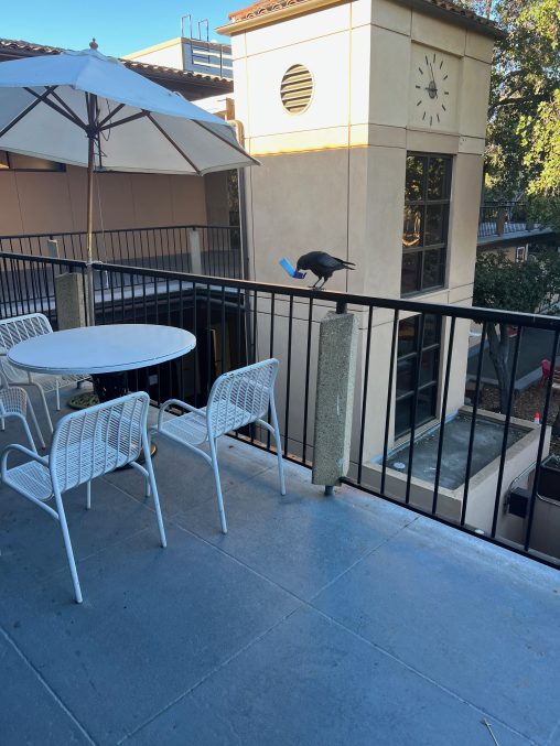 Crow on a railing with a piece of paper inits beak