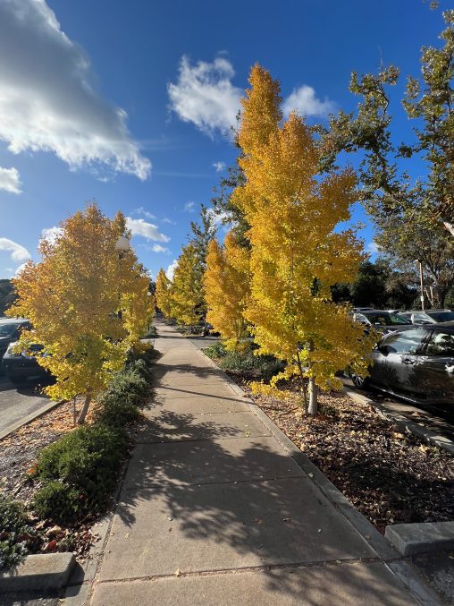 Avenue of Ginkos