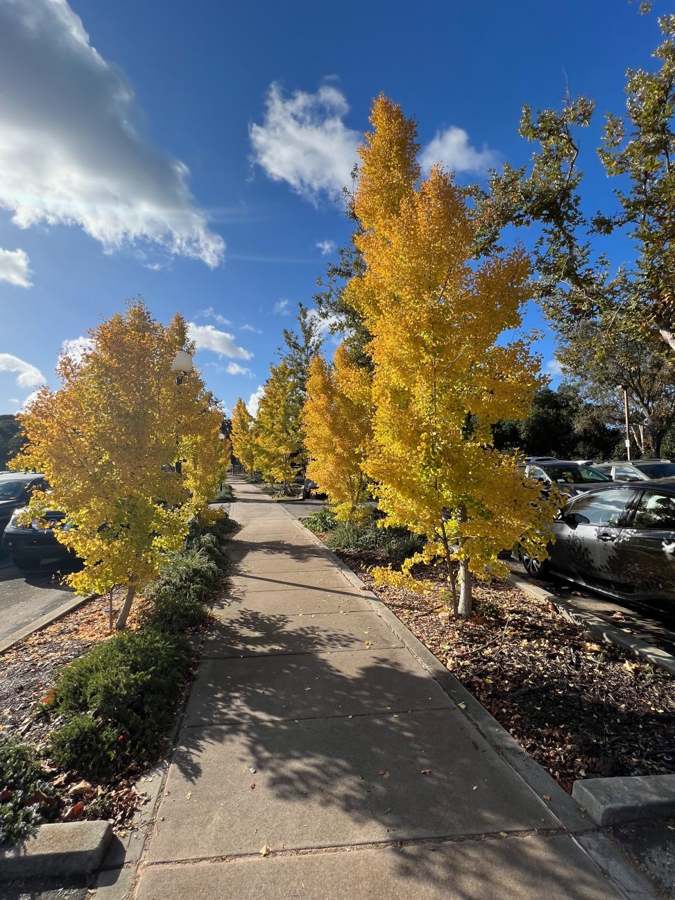 Avenue of Ginkos
