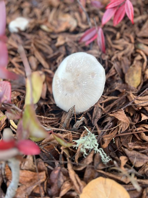 Mushroom on dead leaves