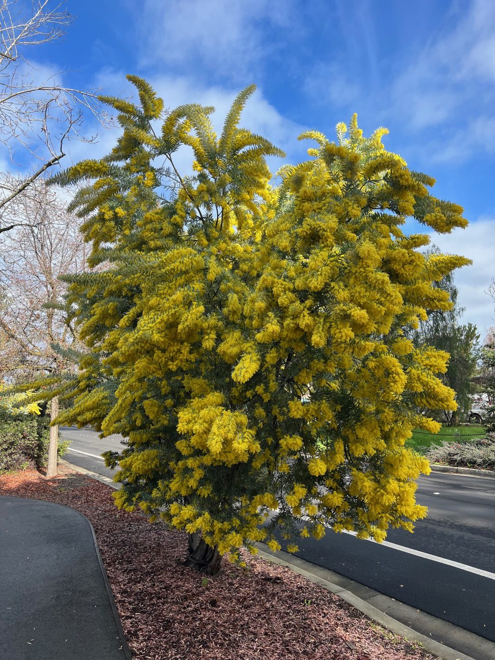 Tree with yellow blooms