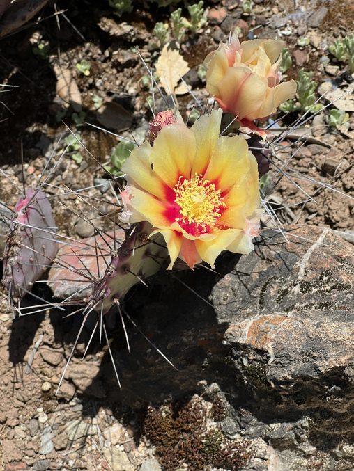 cactus yellow flower with red center