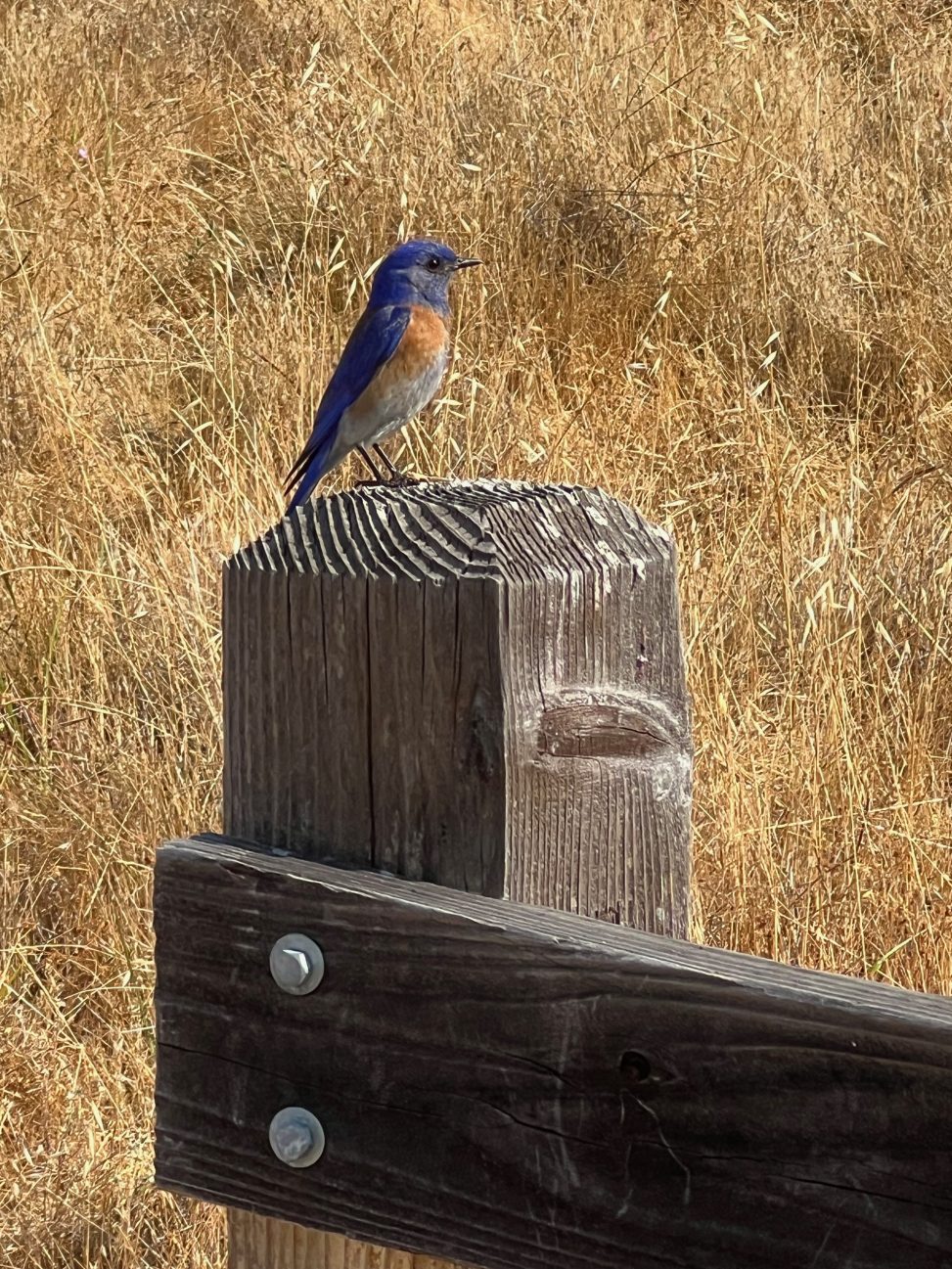 Western bluebird