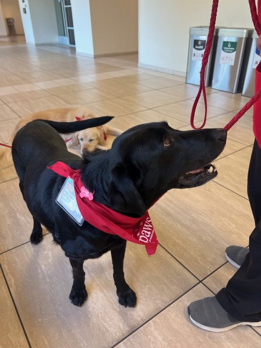 Black lab with bandana