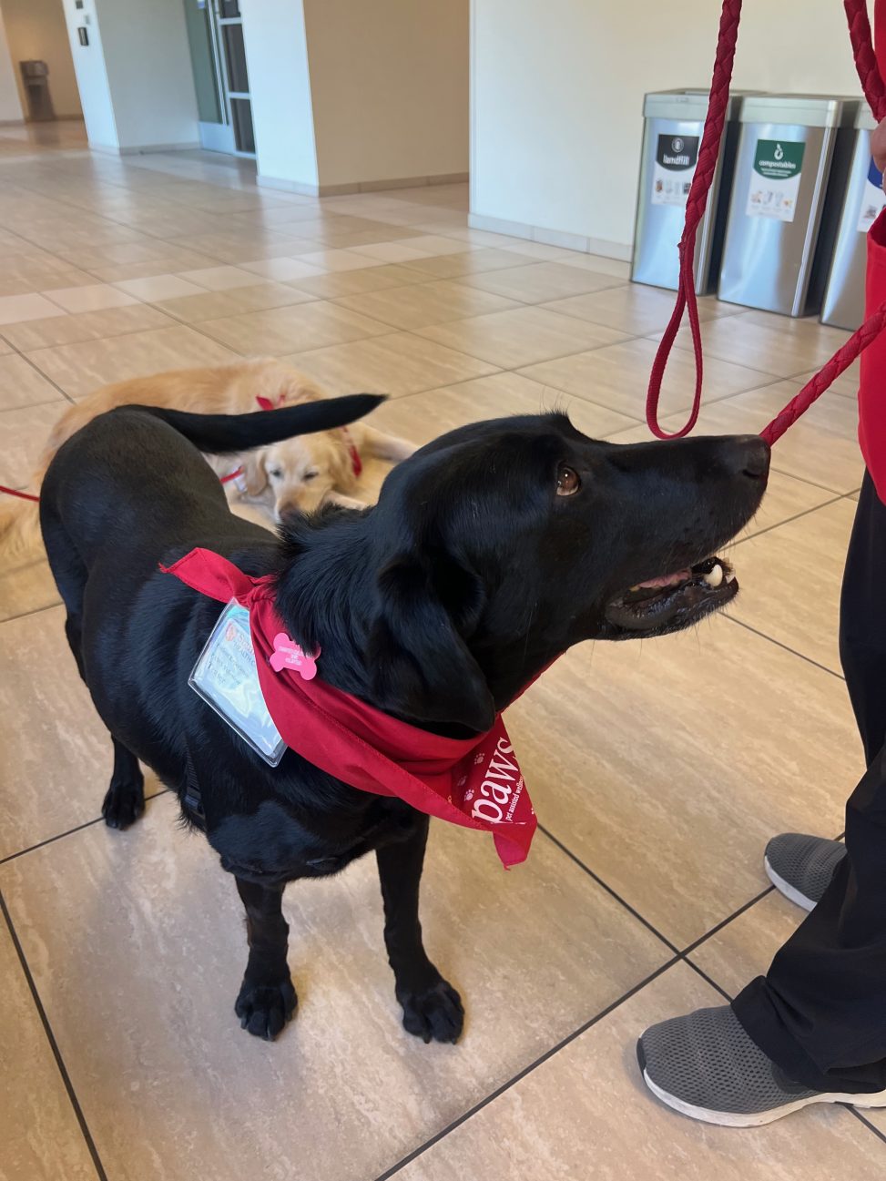 Black lab with bandana
