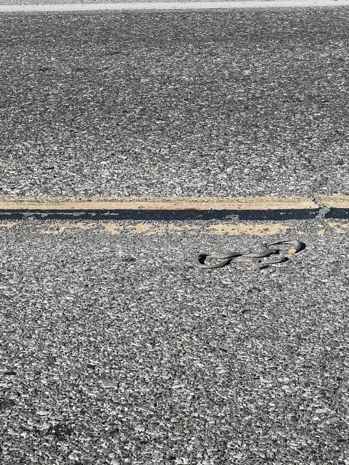 Grey snakeskin on asphalt
