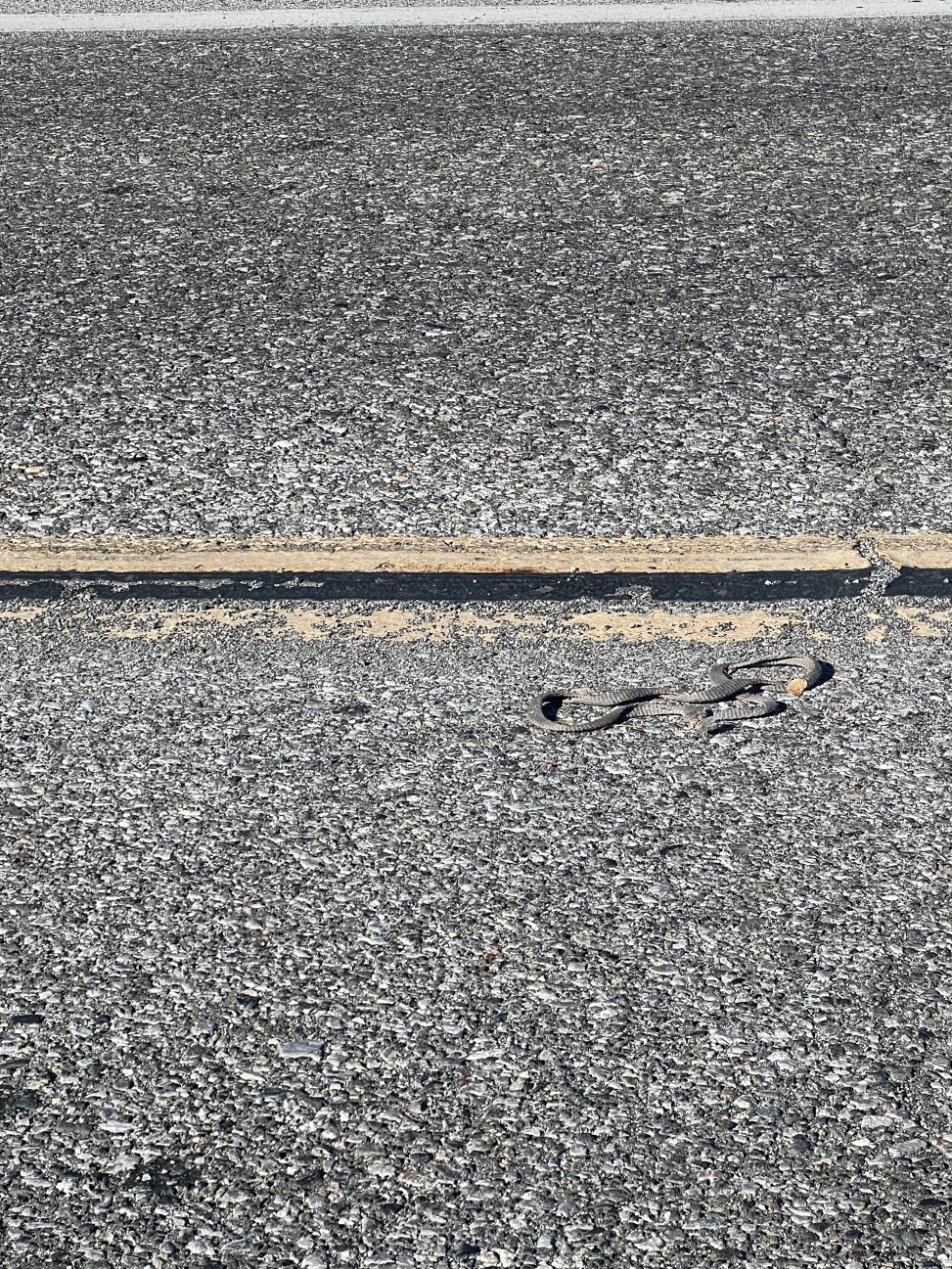 Grey snakeskin on asphalt